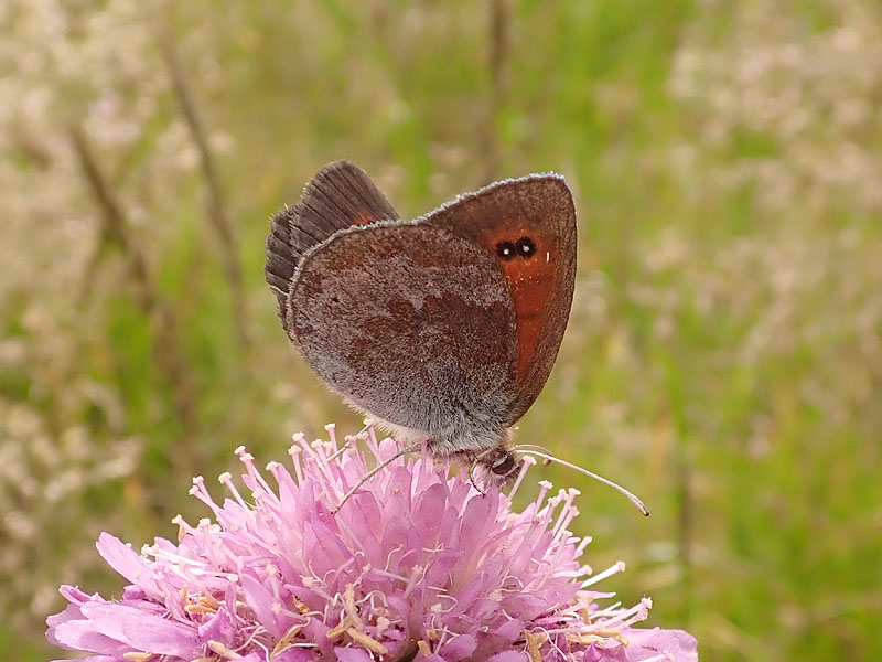 Erebia ottomana